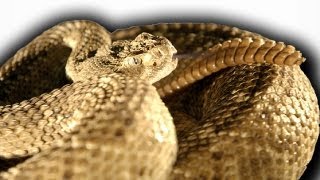 Slow Motion Rattlesnake  Slo Mo  Earth Unplugged [upl. by Wyly]