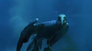 Torpedo Gannet Diving  Natures Great Events w David Attenborough  BBC [upl. by Turley]