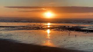 Sunrise with Seabirds  Fife Beach in Scotland [upl. by Gninnahc]