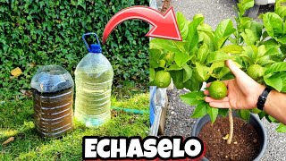 CÍTRICOS con  FLORACIÓN 🍋 FRUTOS y Crecimiento con este abono casero orgánico para plantas y huerto [upl. by Amehsyt]