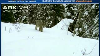 Canada Lynx stalking Snowshoe hare [upl. by Flanagan]