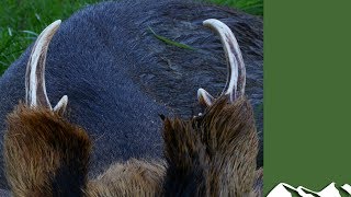 Muntjac stalking in Bedfordshire [upl. by Hobey]