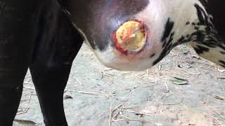 Chronic udder abscess in a cow [upl. by Bryant]