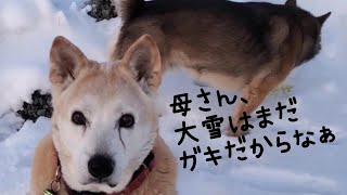 チョロチョロする末っ子・大雪をみんなで見守る仲間たち🐺👀216撮影 [upl. by Nassah]