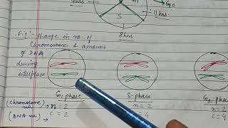 Stages check points in cell cycle phases of mitosis amp meiosis interphase zoologynotes meiosis [upl. by Leontina]