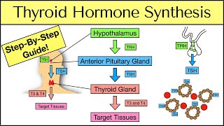 Thyroid Hormone Synthesis StepByStep Pathway Physiology Explained [upl. by Eirellav]