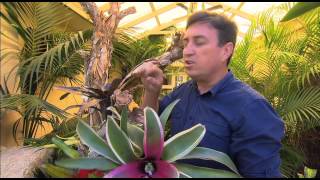 The Garden Gurus  Creating a living Bromeliad tree [upl. by Ahsinel]