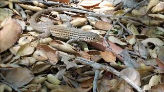 Coastal Whiptail Lizard California [upl. by Eenalem798]