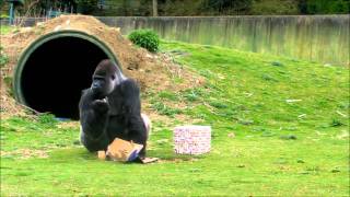 Ambam Gorilla Who Walks Like A Man 21st Birthday [upl. by Ettevad]