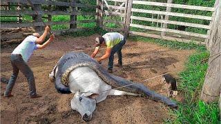 TENTARAM SALVAR O GADO DO ATAQUE DE SUCURI MAS O PIOR ACONTECEU [upl. by Harness]