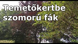 Temetőkertbe szomorú fák Fagus sylvatica Atropurpurea Pendula Piros csüngő bükk [upl. by Nodnek558]