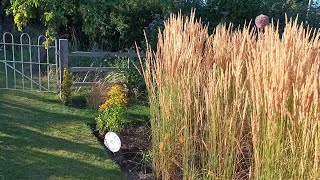 My go to ornamental grass [upl. by Jasmin]