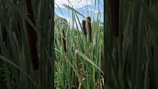 ☝️ Typha latifolia 🌷 Рогіз широколистий [upl. by Mechelle472]