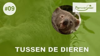 Tussen de dieren 09 koala [upl. by Aitnahs]