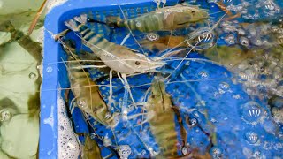 Its looking at me  Giant Freshwater Prawn Dishes Making  泰國蝦料理鹽烤鯛魚胡椒鳳螺製作 – Taiwan Seafood [upl. by Enavi388]