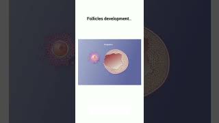 Follicle development [upl. by Mansoor]