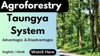 Taungya system  agroforestry scoringscience4120 [upl. by Newell]