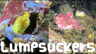 Why are Divers so Obsessed with Pacific Spiny Lumpsuckers [upl. by Dripps]