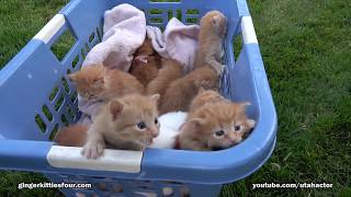 2017 Edition Basket of 11 Meowing Kittens [upl. by Demah]