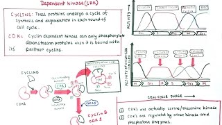 Cell cycle regulation by cyclin and CDKs [upl. by Kennan914]