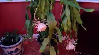 Epiphyllum Oxypetalum Queen of the Night Blooming 3 times in a year [upl. by Naret241]