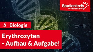 Erythrozyten  Aufbau amp Aufgabe  Biologie verstehen mit dem Studienkreis [upl. by Ecinaj253]