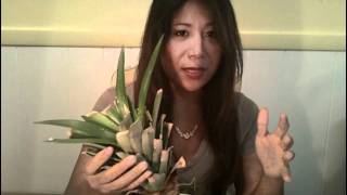 Growing a Pineapple plant in a container with water [upl. by Arjun]