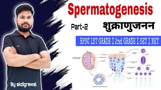 SPERMETOGENESIS शुक्राणु जनन part02 l biology SET NET ll Development Biology by skdigrawal [upl. by Ainorev]