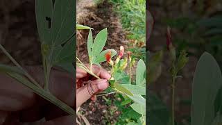 Herbarium collection Cajanus cajan fabaceae family కంధులు హెర్బేరియం [upl. by Lietman361]