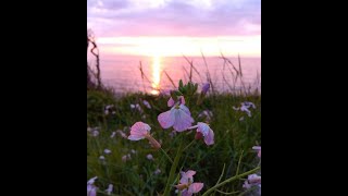 ハマダイコンとピンク色のサンセット サンセット 夕陽 草花 海辺 ハマダイコン 海辺の花 自然 自然の癒し 波音 [upl. by Anela]