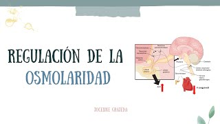 Regulación de la osmolaridad [upl. by Asle]