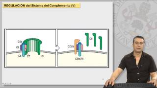 123 EL SISTEMA DE COMPLEMENTO Y SUS RECEPTORES II [upl. by Laufer]