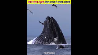 सोने सेभी ज्यादा महेगी चीज उगल ने वाली मछली।। sperm whale।। shorts whale sea Ambergris [upl. by Rica]