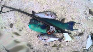 Spearfishing Cook Islands 2015 [upl. by Maxantia]