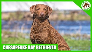 Learn Interesting Facts About The Chesapeake Bay Retriever [upl. by Mauro]