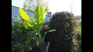 How to repotting Banana plant [upl. by Calder]