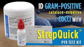 How to identify Gram Positive cocci bacteria with StrepQuick™ PYR Test Kit [upl. by Ailhad72]