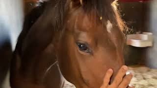 7102024 horse stablevideo 🐴❤️ [upl. by Kendricks]