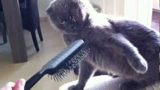 VERY ANGRY Cat attacks hairbrush [upl. by Ettenauq986]