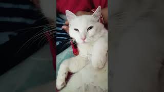 catlover please 🙏 subscribe video like this please 🥺 [upl. by Aramaj]