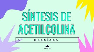 ⚡SÍNTESIS DE ACETILCOLINA💪 12  Dónde ocurre FUNCIONES Sustratos  NT [upl. by Avonasac]