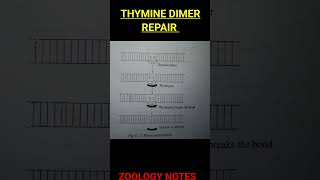 Thymine dimer repair notes bsczoology biology neet vbu zoology ZOOLOGYNOTES [upl. by Ylrae73]