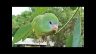 Music For Your Parrotlet Relaxing Calm sounds for your Parrotlet Bird [upl. by Llertniuq]