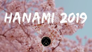 🌸 Hanami 2019  Cherry Blossom Festival  the Imperial Palace Garden Tokyo Japan [upl. by Hooper]