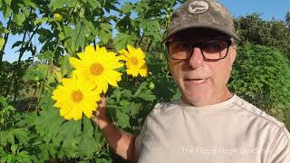 Mexican Sunflower Tithonia Diversifolia are Sterile Cultivar NonInvasive or Invasive [upl. by Euqilegna]