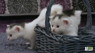 A Basket Full of Kittens  Too Cute [upl. by Akenat]