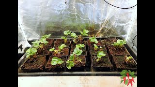 Seascape Hydroponic Strawberries Replant Week 1 [upl. by Elbag]