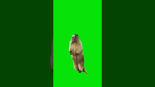 Marmot screaming greenscreenvideo greenmemes greenscreen funny greenscreenmemes memes cute [upl. by Kape]