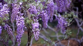 Wisteria o glicina características cuidados plantación y poda  Bricomanía  Jardinatis [upl. by Oker]