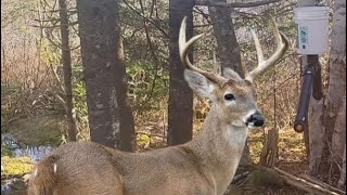 Buck Feeder DIY [upl. by Pengelly563]